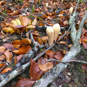 Pestle-shaped Coral