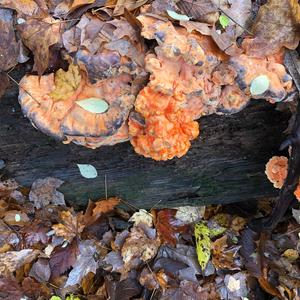 Chicken Mushroom