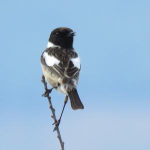 European stonechat