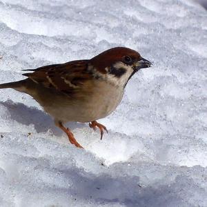 Eurasian Tree Sparrow