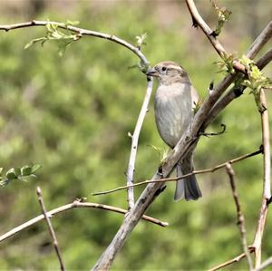 House Sparrow