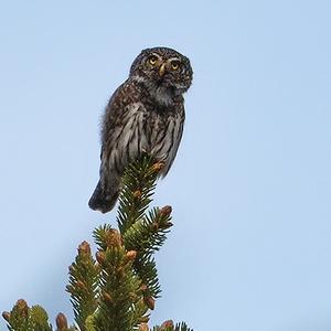 Eurasian Pygmy-owl