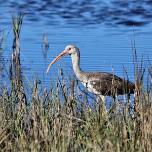 White Ibis