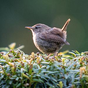 Winter Wren