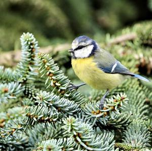 Blue Tit