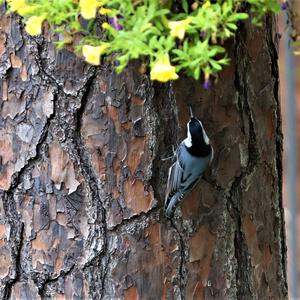 White-breasted Nuthatch