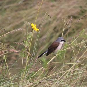 Red-backed Shrike