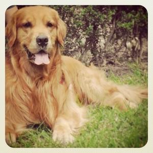 Retriever (Golden)