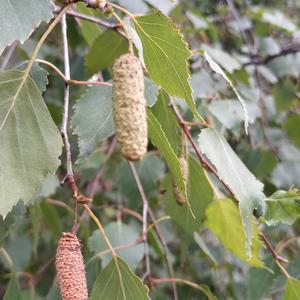 Silver Birch