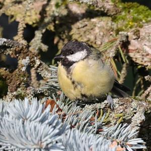 Great Tit