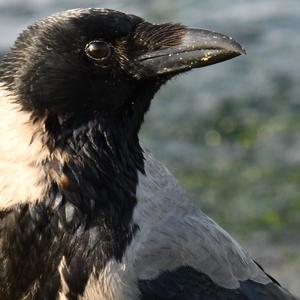 Hooded Crow