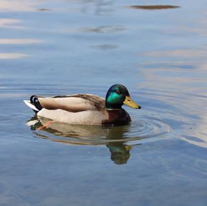 Mallard