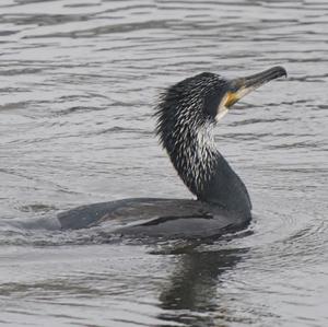 Great Cormorant