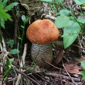 Orange Birch Bolete