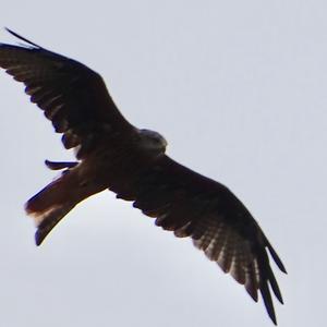 Red Kite