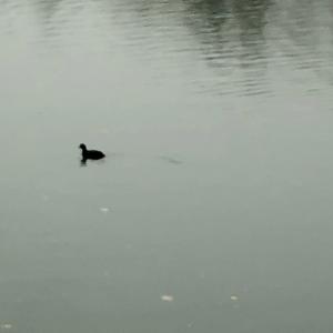 Common Coot