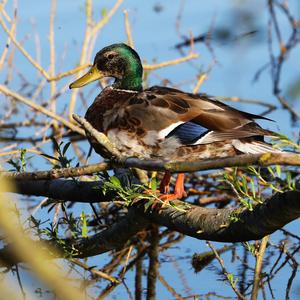 Mallard