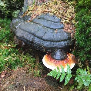 Red-belted Polypore