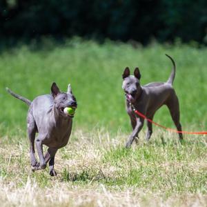 Thai Ridgeback