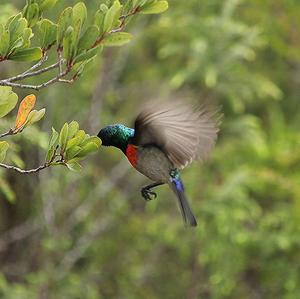 Southern Double-collared Sunbird