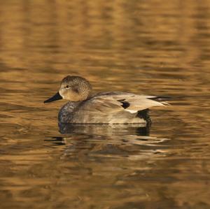 Gadwall