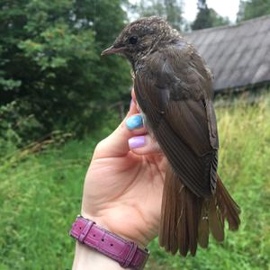 Thrush Nightingale