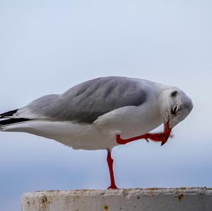 Black-headed Gull