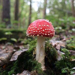 Fly Agaric