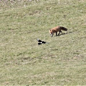 Black-billed Magpie