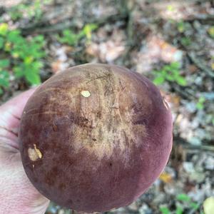 Bay Bolete