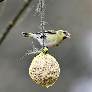 Eurasian Siskin