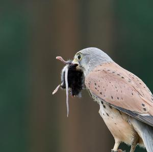 Common Kestrel