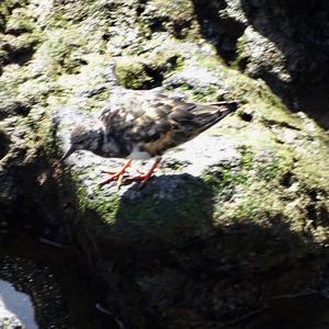 Ruddy Turnstone