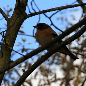 Brambling