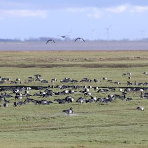 Barnacle Goose