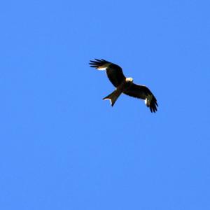 Red Kite