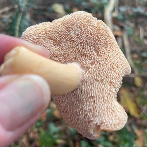 Hedgehog Fungus, Common