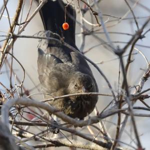 Eurasian Blackbird