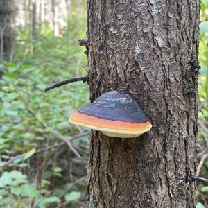 Red-belted Polypore