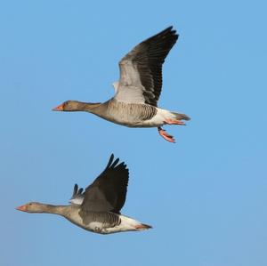 Greylag Goose