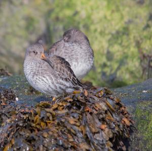 Purple Sandpiper