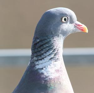 Common Wood-pigeon