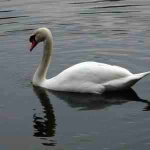 Mute Swan