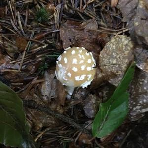 Gemmed Amanita