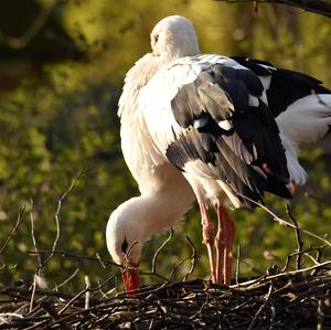 White Stork