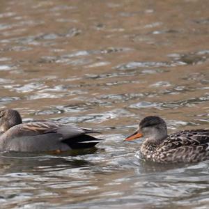 Gadwall