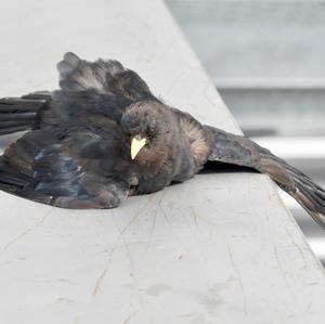 Yellow-billed Chough