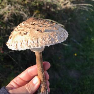 Parasol Mushroom