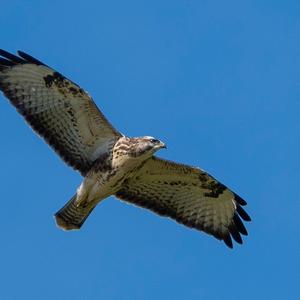 Common Buzzard