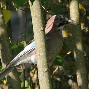 Eurasian Jay